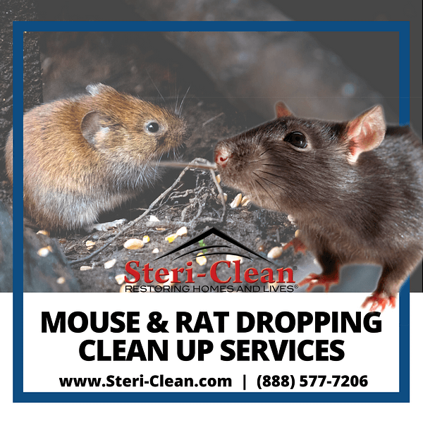 rodent cleanup orlando