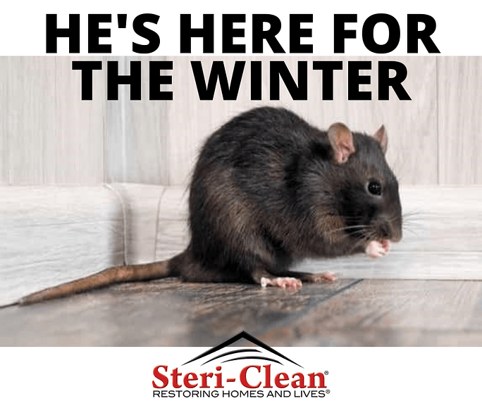 Houston Rodent Cleanup
